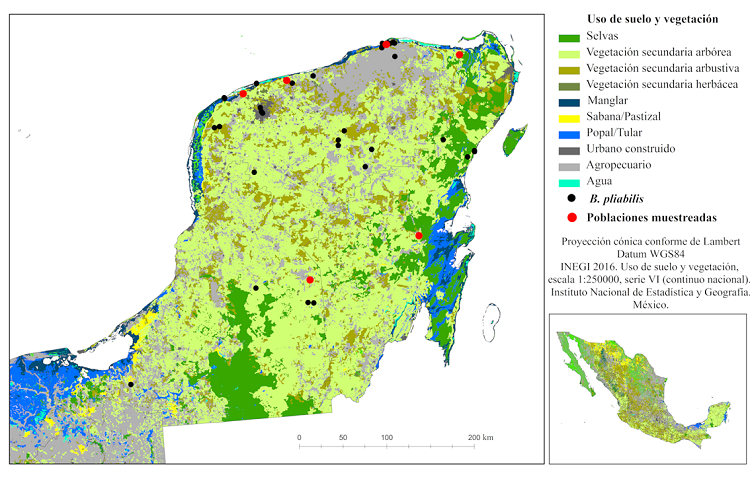 Distribución conocida de Beaucarnea pliabilis en la península de Yucatán. Los puntos negros representan localidades con poblaciones reportadas y los rojos son aquellas que se caracterizaron en este estudio.