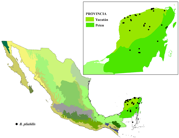 Distribución conocida de Beaucarnea pliabilis en las provincias biogeográficas (Conabio, 1997).