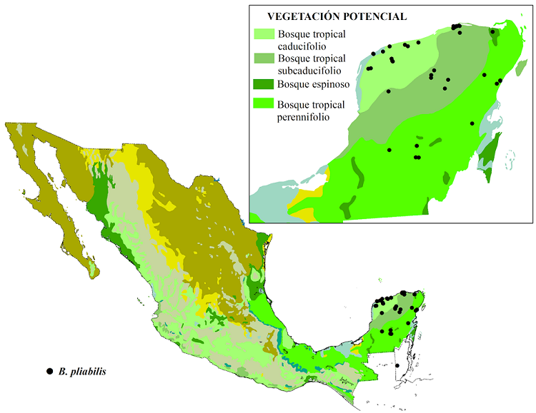 Distribución de Beaucarnea pliabilis superpuesta al mapa de vegetación potencial de Rzedowski (1990). Históricamente, la especie se encontraba en el bosque tropical subcaducifolio, pero actualmente solo quedan individuos aislados.