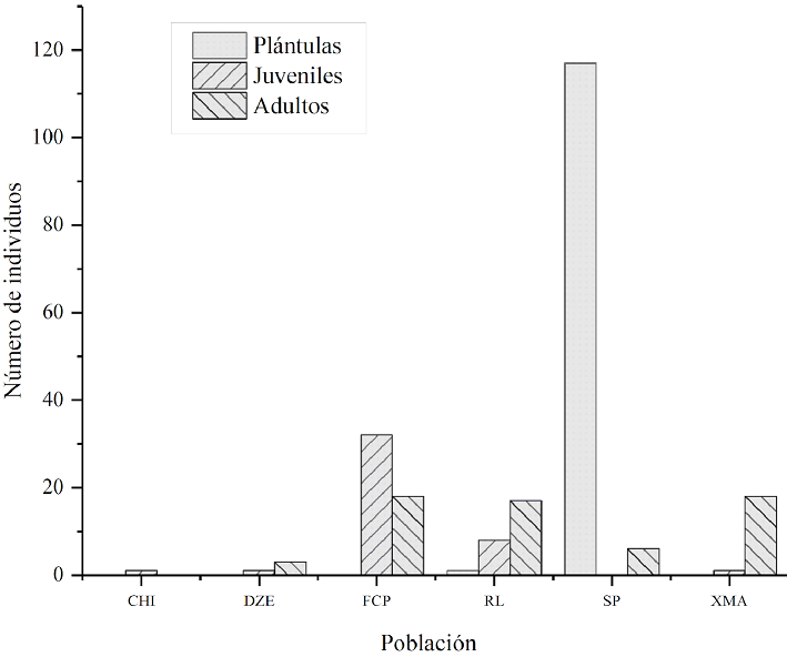 Distribución de las etapas de desarrollo en las poblaciones de Beaucarnea pliabilis.