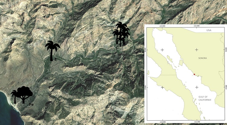 Study area at Las Barajitas Canyon, Sonora (). The 3 sampling sites C = covered (28&deg;03'24.6"-111&deg;09'24.8"), E = exposed (28&deg;03'16.8"-111&deg;10'17.2"), and Pe = partially exposed (28&deg;02'56.4"-111&deg;12'02.9").