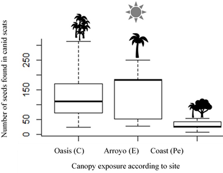Amount of seeds found of Mexican fan palm W. robusta at the 3 sampling sites at Las Barajitas Canyon, covered = 9, exposed = 700, partially exposed = 158.