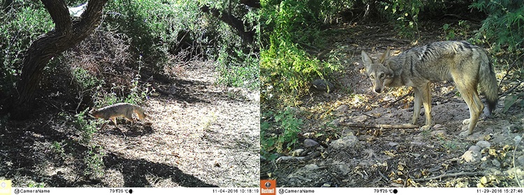 Gray fox and coyote in camera trap stations at Las Barajitas Canyon.