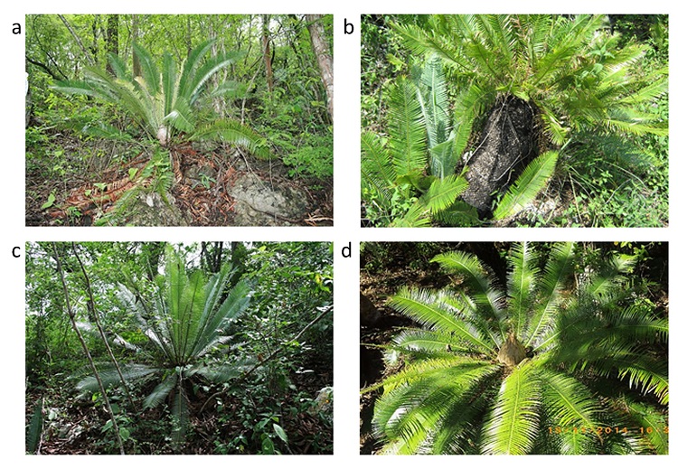 Morphology of Dioon edule forms a) "edule"; b) "rioverde"; c) "tamasopo"; d) D. angustifolium (photo by Mar&iacute;a Magdalena Salinas Rodr&iacute;guez), in their distribution range.
