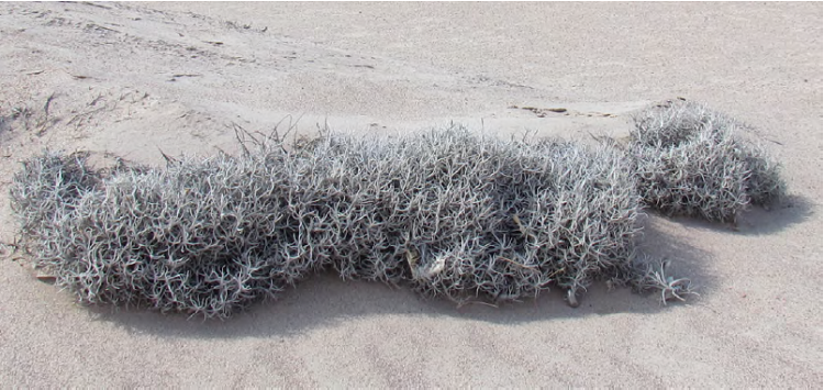 Tillandsia landbeckii in the Atacama Desert of northern most Chile. Typical T. landbeckii mound distributed as horizontally extended bands over surface of the desert.