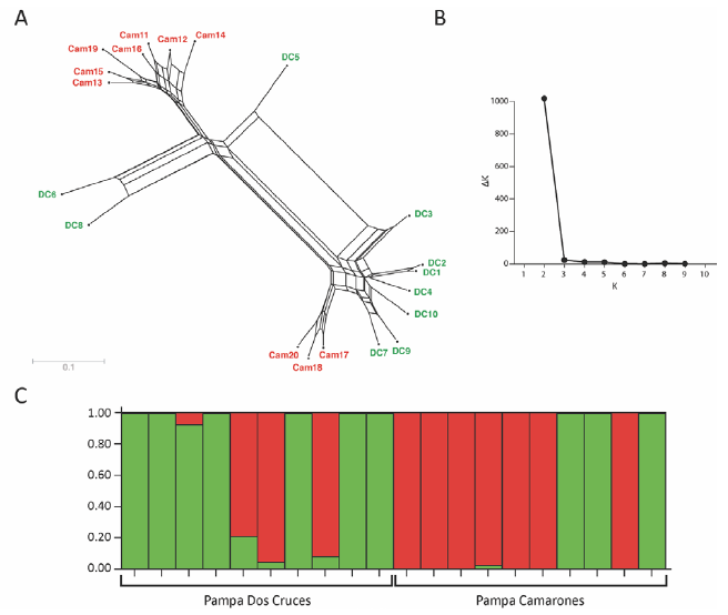Genetic relationship and structure of Tillandsia landbeckii estimated from AFLP analysis. (A) Neighbour-Net presenting the genetic relationship between individuals of this specie was calculated by SplitsTree 4. (B) Results of the Bayesian analysis using the program STRUCTURE 434 v2.3.4. The ad doc stadistic DK (Evanno et al., 2005) was plotted against various values of K, 435 suggesting K = 2 as the most likely number of clusters. (C) Bayesian model-based clustering STRUCTURE analysis as inferred at K = 2. The left scale indicates the association coefficient (Q) for the assignment of genotypes into groups. DC: Samples collected from Dos Cruces population; Cam: Samples collected from Camarones population.