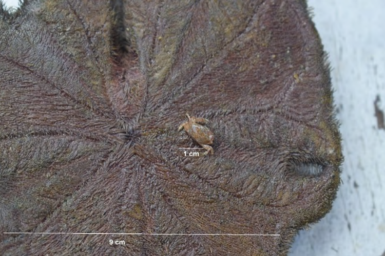 Dissodactylus crinitichelis habitando en la parte
							oral de su hospedero E. michelini. Escalas: crust&aacute;ceo =
							1 cm; equinoideo = 9 cm.