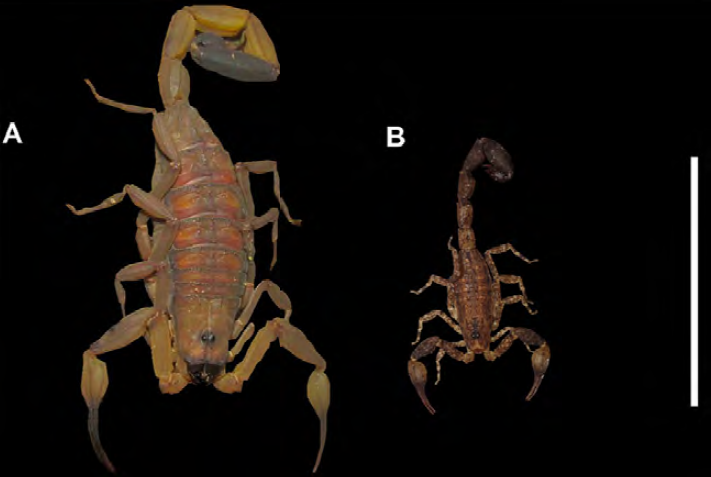 Size comparison between 2 individuals of both species. A) Adult
							female of Centruroides limbatus (E. Jim&eacute;nez Garc&iacute;a,
								in situ photograph). B) Adult male of
								Tityus ocelote (P. Alonso Alonso, ex
								situ photograph). White vertical bar = 20 mm.