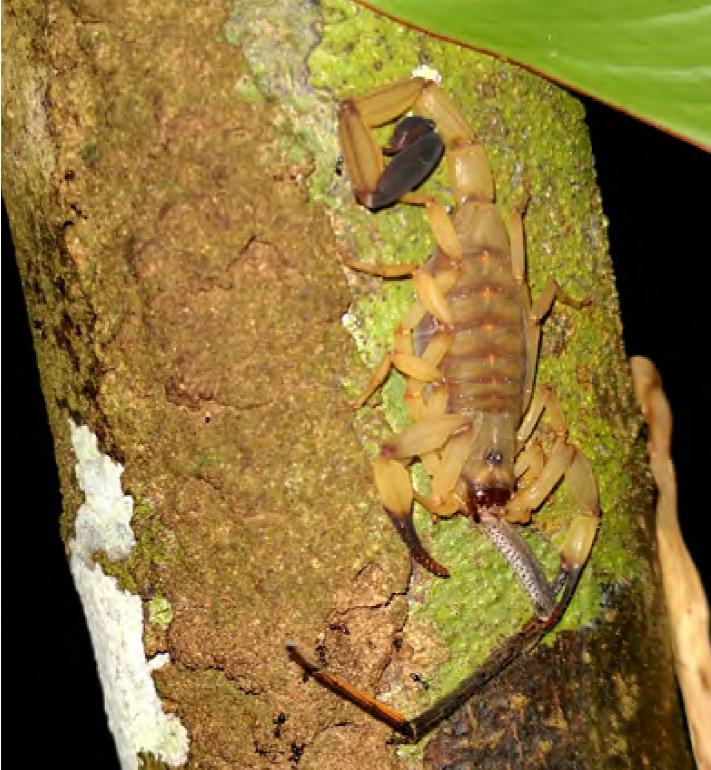 Female specimen of Centruroides limbatus eating the
							remains of a spider (possibly Cupiennius) at Pacuare
							Nature Reserve (JBA, in situ photograph).