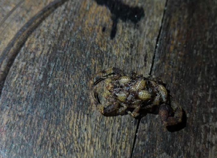 Female specimen of T. ocelote carrying the newly
							born nymphs at Pacuare Nature Reserve (J.F. Aldegunde, ex
								situ photograph).