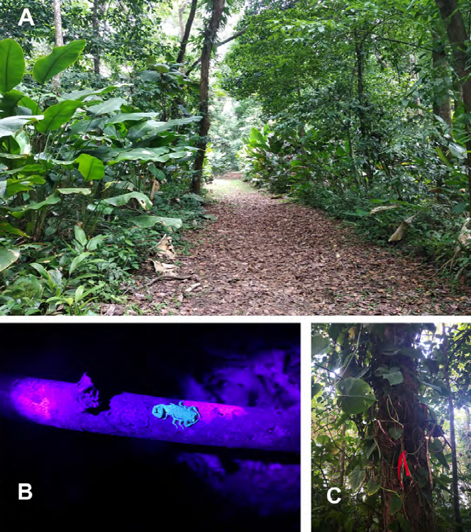 A) Main track of the Pacuare Nature Reserve (photograph by A.
							Calatayud Mascarell). B) Female specimen of Tityus
								ocelote under the UV light (JBA, in situ
							photograph). C) One of the marked trees with vines in which we found
							scorpion specimens (photograph by JBA).