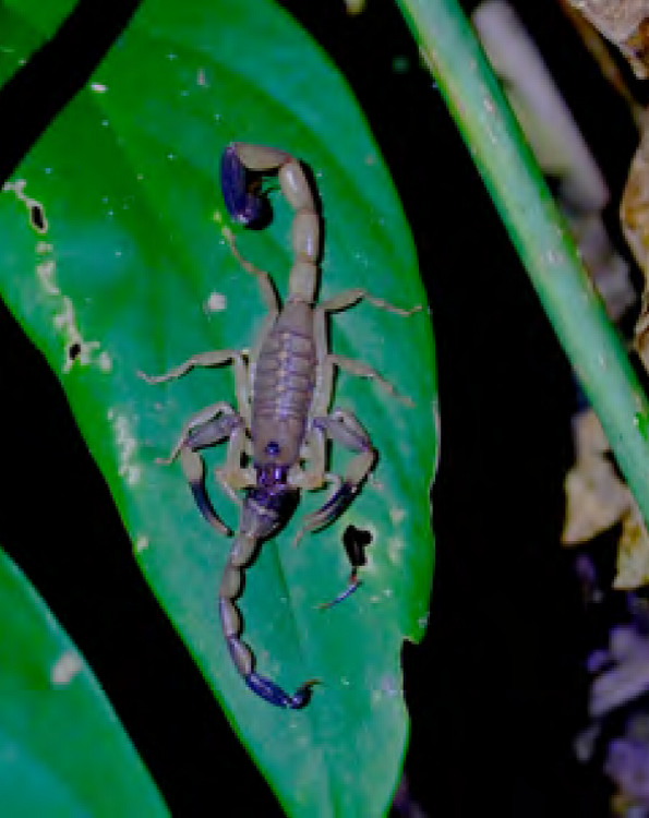Adult male of Centruroides limbatus preying on a
							smaller individual of the same species at the Pacuare Nature Reserve (F.
							D&iacute;az B&eacute;jar, in situ photograph).