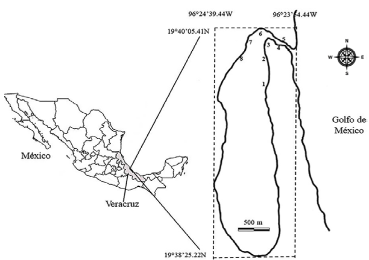 Ubicaci&oacute;n del estuario laguna El Llano (ELEL) municipio de Actopan, Veracruz, M&eacute;xico. Los n&uacute;meros indican los 8 sitios de muestreo (SM1 - SM8) en los que se recolect&oacute; desde mayo 2013 a mayo 2014.