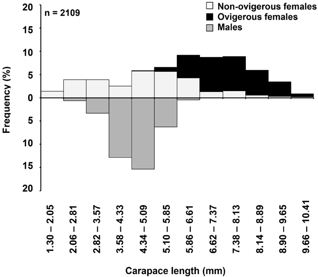 Variation in size frequency distributions of non-ovigerous females,
							ovigerous females, and males of Tozeuma carolinense in
							Laguna de Términos.