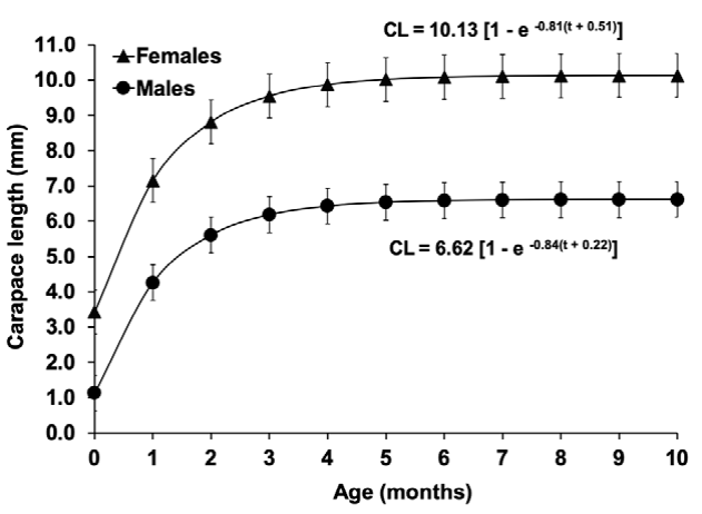 Growth curve estimated for females and males of Tozeuma
								carolinense with the von Bertalanffy growth model.