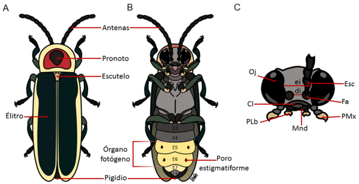 Estructuras morfol&oacute;gicas de 1 adulto de Lampyridae. A) Vista dorsal, B) vista ventral, C) cabeza; cl = cl&iacute;peo, di = distancia interocular, ei = espacio interocular, Esc = escapo, Fa = fosita antenal, Mnd = mand&iacute;bulas, Oj = ojo, PLb = palpo labial y PMx = palpo maxilar.