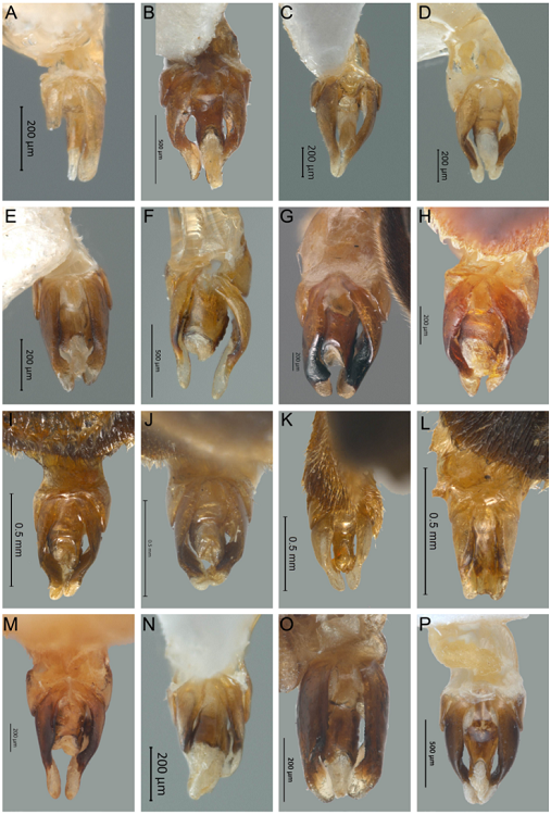 Vista ventral del edeago de Photinus. A) P. mayorgae sp. nov., B) P. producta, C) P. hymenodrilus sp. nov., D) P. andresi sp. nov., E) P. ahuizotli sp. nov., F) P. erici sp. nov., G) P. congruus, H) P. pyralis, I) P. toledoi, J) P. amoenoides, K) P. pararuficollis, L) P. moralesae, M) P. ruficollis, N) P. anagabrielae sp. nov., O) P. morelosensis, P) P. extensus.