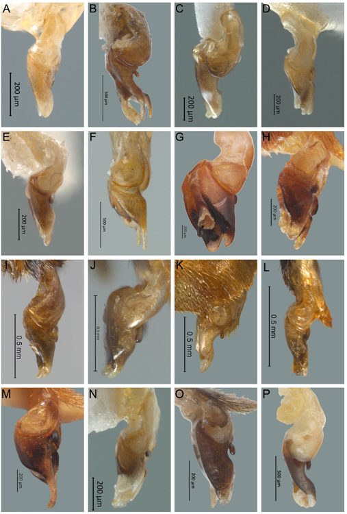 Vista lateral del edeago de Photinus. A) P. mayorgae sp. nov., B) P. producta, C) P. hymenodrilus sp. nov., D) P. andresi sp. nov., E) P. ahuizotli sp. nov., F) P. erici sp. nov., G) P. congruus, H) P. pyralis, I) P. toledoi, J) P. amoenoides, K) P. pararuficollis, L) P. moralesae, M) P. ruficollis, N) P. anagabrielae sp. nov., O) P. morelosensis, P) P. extensus.