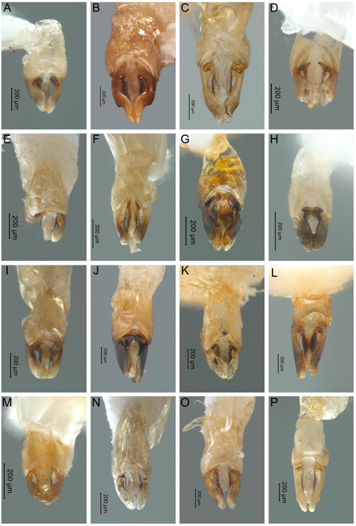 Vista dorsal del edeago de Photinus. A) P. malinalli sp. nov., B) P. simplex, C) P. tepetzala sp. nov., D) P. cempoalli sp. nov., E) P. chabooae sp. nov., F) P. wescotti sp. nov., G) P. temazcalli sp. nov., H) P. hidalgoensis sp. nov., I) P. hoffmani sp. nov., J) P. florae sp. nov., K) P. helgae sp. nov., L) P. vegai sp. nov., M) P. tezozomoci sp. nov., N) P. marcelae sp. nov., O) P. abrilae sp. nov., P) P. morronei sp. nov.