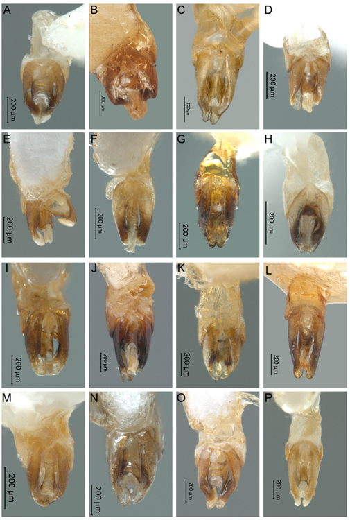 Vista ventral del edeago de Photinus. A) P. malinalli sp. nov., B) P. simplex, C) P. tepetzala sp. nov., D) P. cempoalli sp. nov., E) P. chabooae sp. nov., F) P. wescotti sp. nov., G) P. temazcalli sp. nov., H) P. hidalgoensis sp. nov., I) P. hoffmani sp. nov., J) P. florae sp. nov., K) P. helgae sp. nov., L) P. vegai sp. nov., M) P. tezozomoci sp. nov., N) P. marcelae sp. nov., O) P. abrilae sp. nov., P) P. morronei sp. nov.