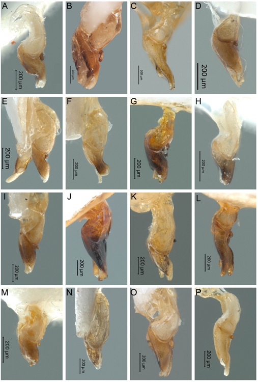 Vista lateral del edeago de Photinus. A) P. malinalli sp. nov., B) P. simplex, C) P. tepetzala sp. nov., D) P. cempoalli sp. nov., E) P. chabooae sp. nov., F) P. wescotti sp. nov., G) P. temazcalli sp. nov., H) P. hidalgoensis sp. nov., I) P. hoffmani sp. nov., J) P. florae sp. nov., K) P. helgae sp. nov., L) P. vegai sp. nov., M) P. tezozomoci sp. nov., N) P. marcelae sp. nov., O) P. abrilae sp. nov., P) P. morronei sp. nov.
