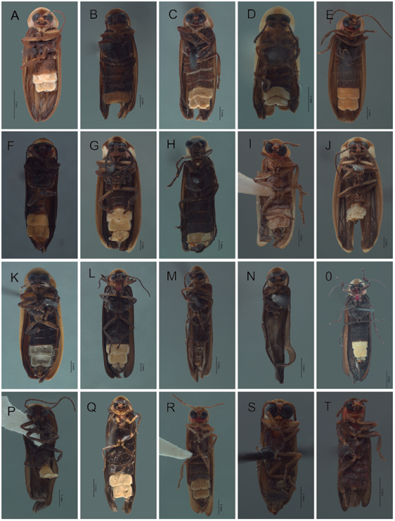 Vista ventral de especies de Photinus. A) P. chabooae sp. nov., B) P. westcotti sp. nov., C) P. temazcalli sp. nov., D) P. hidalgoensis sp. nov., E) P. hoffmanni sp. nov., F) P. florae sp. nov., G) P. helgae sp. nov., H) P. vegai sp. nov., I) P. tezozomoci sp. nov., J) P. marcelae sp. nov., K) P. abrilae sp. nov., L) P. morronei sp. nov., M) P. marquezi sp. nov., N) P. lucilae sp. nov., O) P. palaciosi, P) P. zempoalensis sp. nov., Q) P. chapingoensis sp. nov., R) P. hendrichsi sp. nov., S) P. maculiventris sp. nov., T) P. ojiviformis sp. nov.