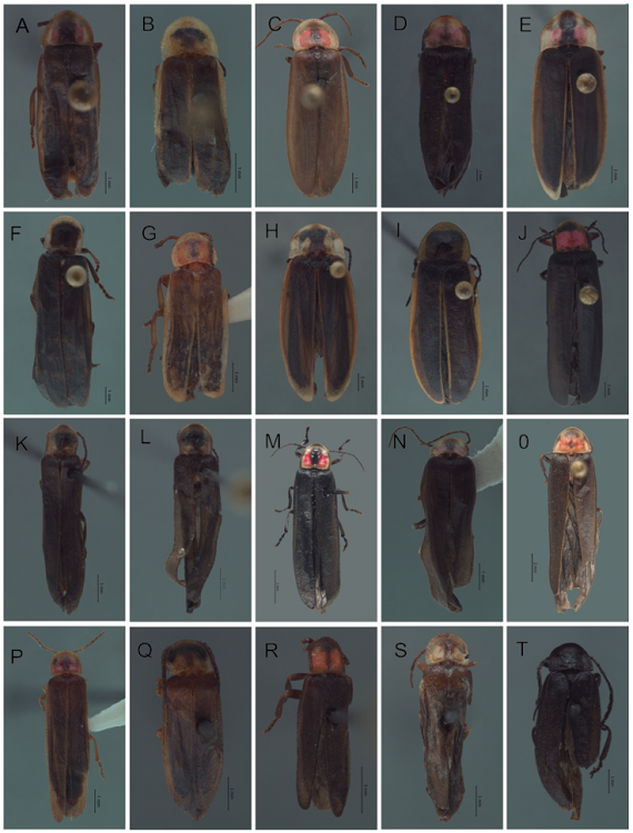 Vista dorsal de Photinus. A) P. temazcalli sp. nov., B) P. hidalgoensis sp. nov., C) P. hoffmanni sp. nov., D) P. florae sp. nov., E) P. helgae sp. nov., F) P. vegai sp. nov., G) P. tezozomoci sp. nov., H) P. marcelae sp. nov., I) P. abrilae sp. nov., J) P. morronei sp. nov., K) P. marquezi sp. nov., L) P. lucilae sp. nov., M) P. palaciosi, N) P. zempoalensis sp. nov., O) P. chapingoensis sp. nov., P) P. hendrichsi sp. nov., Q) P. maculiventris sp. nov., R) P. ojiviformis sp. nov., S) Phothinus lynnfaustae sp. nov., T) P. wageneri.