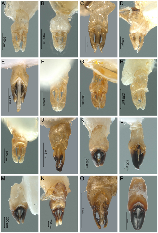 Vista dorsal del edeago de Photinus. A) P. marquezi sp. nov., B) P. lucilae sp. nov., C) P. palaciosi, D) P. zempoalensis sp. nov., E) P. chapingoensis sp. nov, F) P. hendrichsi sp. nov., G) P. maculiventris sp. nov., H) P. ojiviformis sp. nov., I) P. lynnfaustae sp. nov., J) P. wageneri, K) P. kuaukali sp. nov., L) P. tepeyollotli sp. nov., M) P. malinalxochitlae sp. nov., N) P. molangoensis sp. nov., O) P. gorhami, P) P. corrusca.