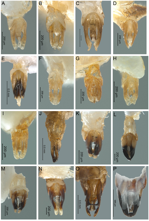Vista ventral del edeago de Photinus. A) P. marquezi sp. nov., B) P. lucilae sp. nov., C) P. palaciosi, D) P. zempoalensis sp. nov., E) P. chapingoensis, sp. nov., F) P. hendrichsi sp. nov., G) P. maculiventris sp. nov., H) P. ojiviformis sp. nov., I) P. lynnfaustae sp. nov., J) P. wageneri, K) P. kuaukali sp. nov., L) P. tepeyollotli sp. nov., M) P. malinalxochitlae sp. nov., N) P. molangoensis sp. nov., O) P. gorhami, P) P. corrusca.