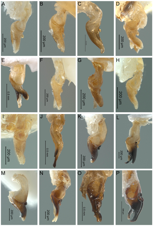 Vista lateral del edeago de Photinus. A) P. marquezi sp. nov., B) P. lucilae sp. nov., C) P. palaciosi, D) P. zempoalensis sp. nov., E) P. chapingoensis sp. nov., F) P. hendrichsi sp. nov., G) P. maculiventris sp. nov., H) P. ojiviformis sp. nov., I) P. lynnfaustae sp. nov., J) P. wageneri, K) P. kuaukali sp. nov., L) P. tepeyollotli sp. nov., M) P. malinalxochitlae sp. nov., N) P. molangoensis sp. nov., O) P. gorhami, P) P. corrusca.