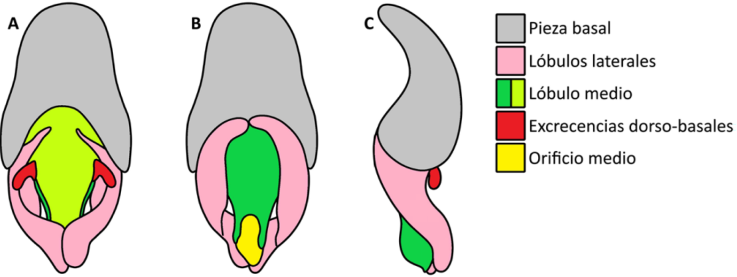 Estructuras morfol&oacute;gicas en el aparato reproductor masculino de Photinus sp. A) Vista dorsal, B) vista ventral, C) vista lateral.