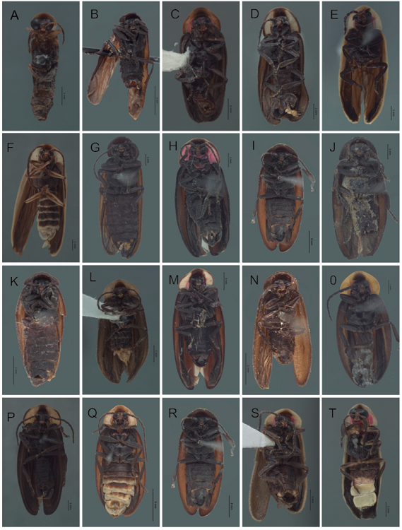 Vista ventral de especies de Photinus y Paraphotinus. A) Phothinus lynnfaustae sp. nov., B) P. wageneri, C) P. kuaukali sp. nov., D) P. tepeyollotli sp. nov., E) P. malinalxochitlae sp. nov., F) P. molangoensis sp. nov., G) P. gorhami, H) P. corrusca, I) P. ater, J) P. nayeliae, K) P. badilloae, L) P. zongolicaensis sp. nov., M) P. sturmi, N) P. dugesi, O) P. saniphallos, P) P. zacualtipananensis sp. nov., Q) P. guatemalae, R) P. alexi, S) P. xipei sp. nov., T) Paraphotinus victori sp. nov.