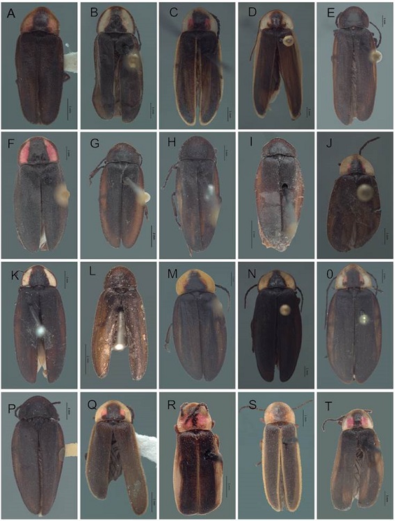 Vista dorsal de Lampyridae. A) P. kuaukali sp. nov., B) Photinus tepeyollotli sp. nov., C) P. malinalxochitlae sp. nov., D) P. molangoensis sp. nov., E) P. gorhami, F) P. corrusca, G) P. ater, H) P. nayeliae, I) P. badilloae, J) P. zongolicaensis sp. nov., K) P. sturmi, L) P. dugesi, M) P. saniphallos, N) P. zacualtipananensis sp. nov., O) P. guatemalae, P) P. alexi, Q) P. xipei sp. nov., R) Paraphotinus furcatus, S) P. tuxtlaensis, T) P. aulophallus.