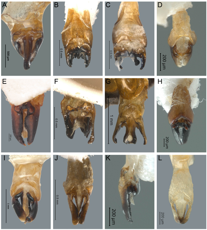 Vista dorsal del edeago de Photinus y Paraphotinus. A) Photinus ater, B) P. nayeliae, C) P. badilloae, D) P. zongolicaensis sp. nov., E) P. sturmii, F) P. dugesi, G) P. saniphallos, H) P. zacualtipanaensis sp. nov., I) P. guatemalae, J) P. alexi, K) P. xipei sp. nov., L) Paraphotinus victori sp. nov.
