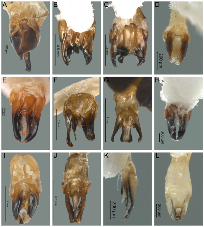 Vista ventral del edeago de Photinus y Paraphotinus. A) Photinus ater, B) P. nayeliae, C) P. badilloae, D) P. zongolicaensis sp. nov., E) P. sturmii, F) P. dugesi, G) P. saniphallos, H) P. zacualtipanaensis sp. nov., I) P. guatemalae, J) P. alexi, K) P. xipei sp. nov., L) Paraphotinus victori sp. nov.