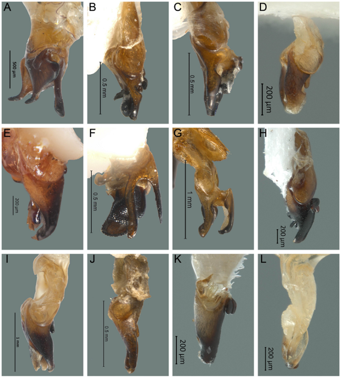 Vista lateral del edeago de Photinus y Paraphotinus. A) Photinus ater, B) P. nayeliae, C) P. badilloae, D) P. zongolicaensis sp. nov., E) P. sturmii, F) P. dugesi, G) P. saniphallos, H) P. zacualtipanaensis sp. nov., I) P. guatemalae, J) P. alexi, K) P. xipei sp. nov., L) Paraphotinus victori sp. nov.