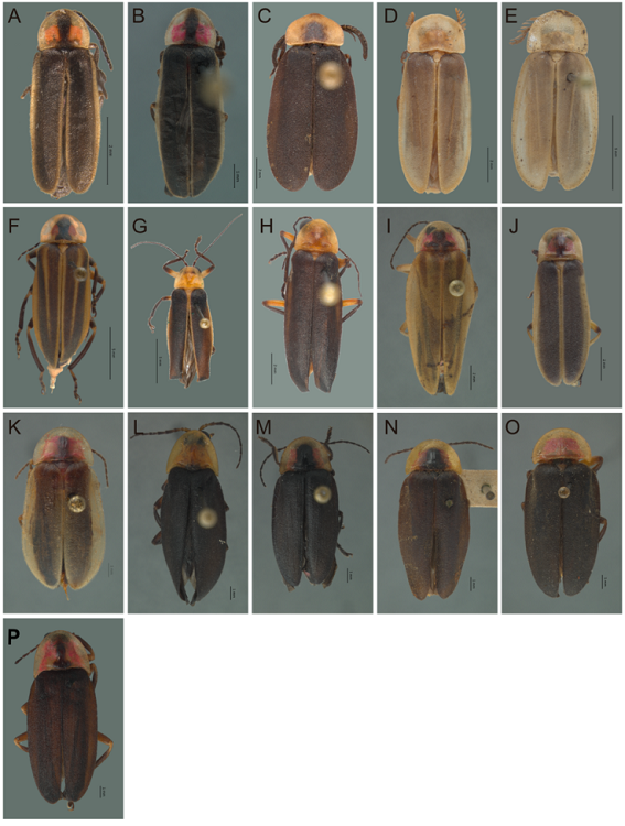 Vista dorsal de Lampyridae. A) Paraphotinus tlapacoyaensis, B) P. victori sp. nov., C) Phaenolis alboterminatus, D) Pleotomus cerinus, E) P. pallens, F) Photuris trilineata, G) P. fulvipes, H) P. lugubris, I) Bicelonycha stigmatica, J) B. amoena, K) B. limbata, L) B. collaris, M) B. cyathigera, N) B. mexicana, O) B. ruficollis, P) B. discicollis.