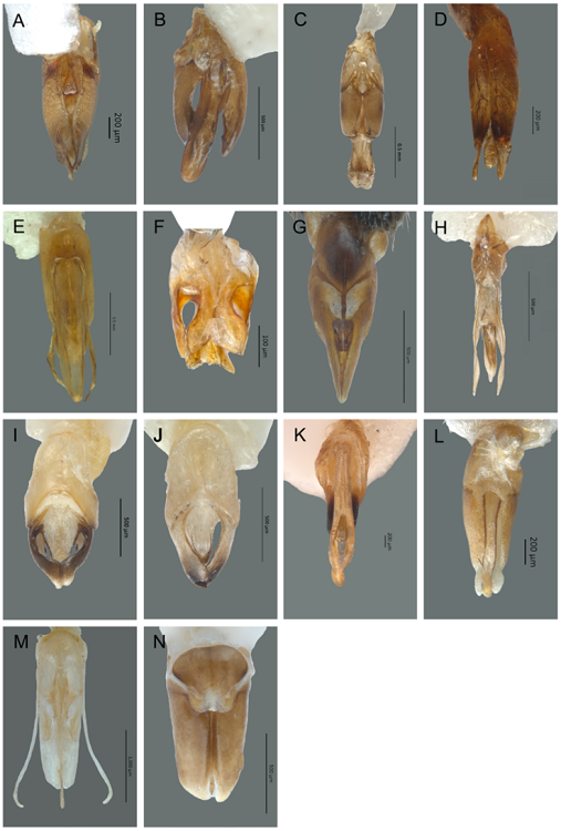 Vista dorsal del edeago de Lampyridae. A) Aspisoma diaphanum, B) Aspisomoides bilineatum, C) Pyractomena angulata, D) Cratomorphus huautlaensis, E) Lucidota bella, F) Pyropygodes huautlae, G) Pyropyga chemsaki, H) Aorphallus cibriani, I) Photinus extensus, J) Paraphotinus aulophallus, K) Phaenolis alboterminatus, L) Pleotomus pallens, M) Photuris trilineata, N) Bicelonycha amoena.