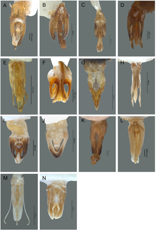 Vista ventral del edeago de Lampyridae. A) Aspisoma diaphanum, B) Aspisomoides bilineatum, C) Pyractomena angulata, D) Cratomorphus huautlaensis, E) Lucidota bella, F) Pyropygodes huautlae, G) Pyropyga chemsaki, H) Aorphallus cibriani, I) Photinus extensus, J) Paraphotinus aulophallus, K) Phaenolis alboterminatus, L) Pleotomus pallens, M) Photuris trilineata, N) Bicelonycha amoena.