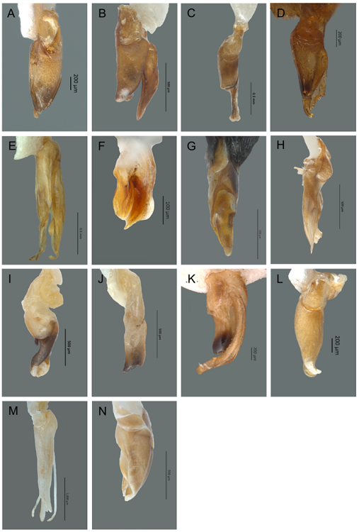 Vista lateral del edeago de Lampyridae. A) Aspisoma diaphanum, B) Aspisomoides bilineatum, C) Pyractomena angulata, D) Cratomorphus huautlaensis, E) Lucidota bella, F) Pyropygodes huautlae, G) Pyropyga chemsaki, H) Aorphallus cibriani, I) Photinus extensus, J) Paraphotinus aulophallus, K) Phaenolis alboterminatus, L) Pleotomus pallens, M) Photuris trilineata, N) Bicelonycha amoena.
