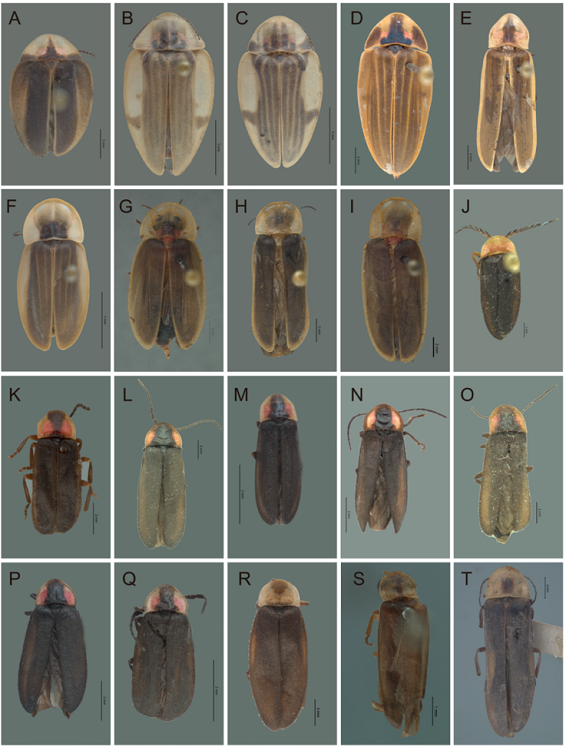 Vista dorsal de especies de Lampyridae. A) Aspisoma pulchelum, B) A. aegrota, C) A. diaphana, D) Aspisomoides bilineatum, E) Pyractomena angulata, F) Cratomorphus concolor , G) C. huautlaensis, H) C. halffteri , I) C. hoffmanae, J) Lucidota bella, K) Pyropygodes huautlae, L) Pyropyga alticola, M) P. minuta, N) P. nigricans, O) P. extensa, P) P. chemsaki , Q) P. modesta, R) Aorphalus cibriani, S) Photinus mayorgae sp. nov., T) P. producta.