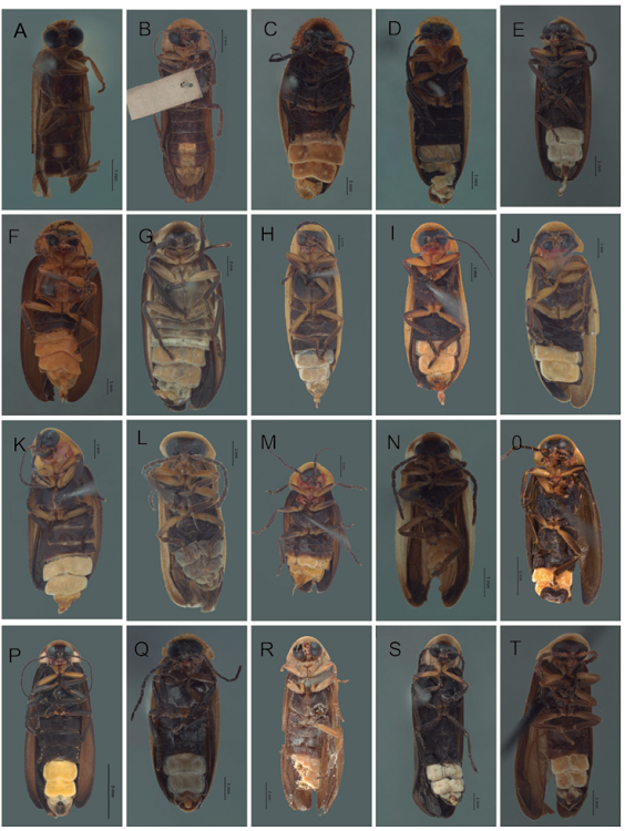 Vista ventral de especies de Photinus. A) P. mayorgae sp. nov., B) P. producta, C) P. hymenodrilus sp. nov., D) P. andresi sp. nov., E) P. ahuizotli sp. nov., F) P. erici sp. nov., G) P. congruus, H) P. pyralis, I) P. toledoi, J) P. amoenoides, K) P. pararuficollis, L) P. moralesae, M) P. ruficollis, N) P. anagabrielae sp. nov., O) P. moreloensis, P) P. extensus, Q) P. malinalli sp. nov., R) P. simplex, S) P. tepetzala sp. nov., T) P. cempoalli sp. nov.