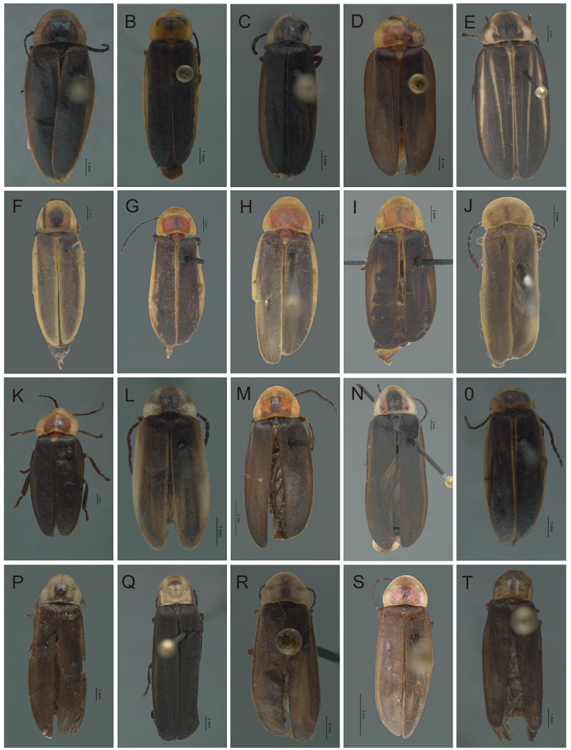 Vista dorsal de Photinus. A) P. hymenodrilus sp. nov., B) P. andresi sp. nov., C) P. ahuizotli sp. nov., D) P. erici sp. nov., E) P. congruus, F) P. pyralis, G) P. toledoi, H) P. amoenoides, I) P. pararuficollis, J) P. moralesae, K) P. ruficollis, L) P. anagabrielae sp. nov., M) P. moreloensis, N) P. extensus, O) P. malinalli sp. nov., P) P. simplex, Q) P. tepetzala sp. nov., R) P. cempoalli sp. nov., S) P. chabooae sp. nov., T), P. westcotti sp. nov.