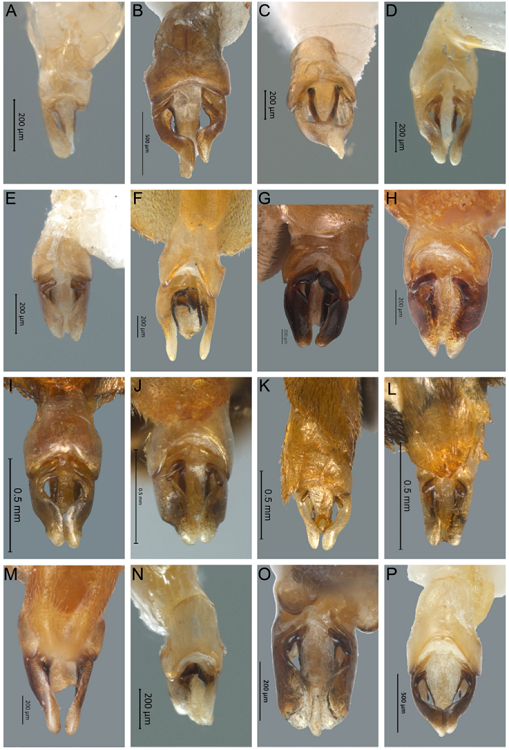 Vista dorsal del edeago de Photinus. A) P. mayorgae sp. nov., B) P. producta, C) P. hymenodrilus sp. nov., D) P. andresi sp. nov., E) P. ahuizotli sp. nov., F) P. erici sp. nov., G) P. congruus, H) P. pyralis, I) P. toledoi, J) P. amoenoides, K) P. pararuficollis, L) P. moralesae, M) P. ruficollis, N) P. anagabrielae sp. nov., O) P. morelosensis, P) P. extensus.