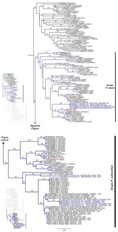 Relaciones filogen&eacute;ticas de Pristimantis, subg&eacute;nero Hypodictyon (ramas azules). &Aacute;rbol de m&aacute;xima verosimilitud para los genes mitocondriales 12S, 16S (secuencia parcial), tARN Leu, NADH deshidrogenasa subunidad 1 (ND1), tARN Ile, tARN Gln y el gen nuclear activador de la recombinaci&oacute;n RAG1. Los valores de soporte bootstrap se muestran sobre las ramas. El n&uacute;mero de esp&eacute;cimen voucher, o, en su defecto, el n&uacute;mero de acceso GenBank se muestra para cada individuo. Las nuevas especies se muestran con texto azul. Las secuencias del GenBank con identificaciones corregidas se muestran en rojo. No se muestra el grupo externo. ECU = Ecuador.