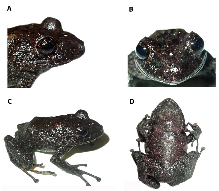 Coloraci&oacute;n en vida y detalle de la cabeza en vista dorsal y de perfil del holotipo de Pristimantis cisnerosi sp. nov. (DHMECN 6683, hembra adulta). (A) Detalle lateral; (B) frontal; (C) dorso-lateral; (D) ventral, LRC = 39.2 mm. Fotograf&iacute;as Mario H. Y&aacute;nez-Mu&ntilde;oz.