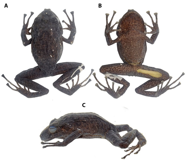 Coloraci&oacute;n en preservado del holotipo de Pristimantis cisnerosi sp. nov. (DHMECN 6683, hembra adulta). (A) Vista dorsal; (B) vista ventral; (C) vista de perfil cisnerosi, LRC = 39.2 mm. Fotograf&iacute;as Mario H. Y&aacute;nez-Mu&ntilde;oz.