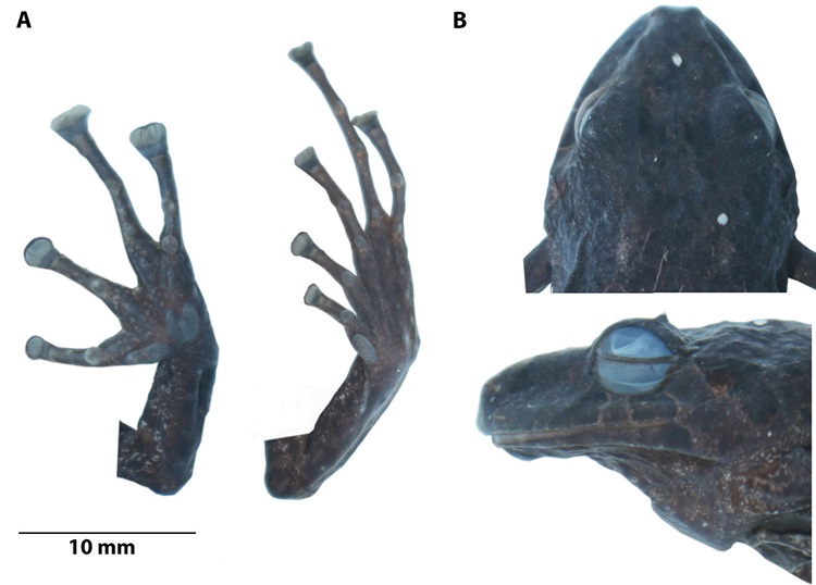 (A) Detalle de las extremidades; (B) detalle de la cabeza en vista de dorsal y de perfil del holotipo de Pristimantis cisnerosi sp. nov. (DHMECN 6683, hembra adulta), LRC = 39.2. Fotograf&iacute;as Carolina Reyes-Puig y Mario H. Y&aacute;nez-Mu&ntilde;oz.
