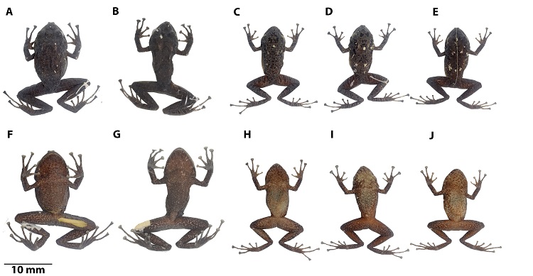 Variaci&oacute;n dorsal y ventral en la serie tipo de Pristimantis cisnerosi sp. nov. Primera y segunda fila de izquierda a derecha: DHMECN 6683, hembra, holotipo; DHMECN 11496, macho, paratipo, LRC = 28.2; DHMECN 11495, macho, paratipo, LRC = 29.8; DHMECN 11494, hembra, paratipo, LRC = 47.2; ICN 53772, hembra, paratipo, LRC = 44.1 mm. Fotograf&iacute;as Mario H. Y&aacute;nez-Mu&ntilde;oz.