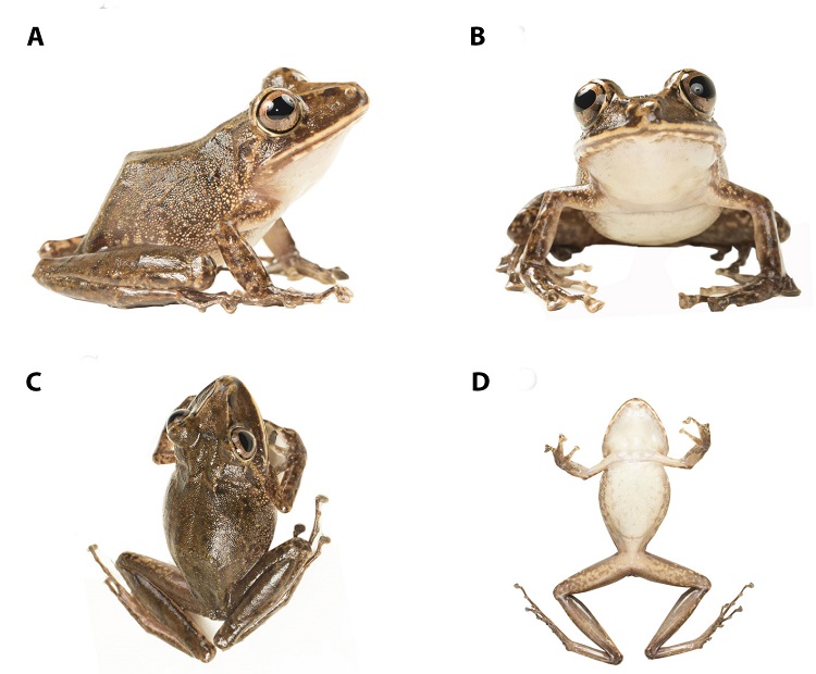 Coloraci&oacute;n en vida del paratipo de Pristimantis chocoensis sp. nov. (QCAZ 65560, macho adulto). (A) Detalle de los flancos; (B) frontal; (C) dorsal; (D) ventral, LRC = 49.2 mm.